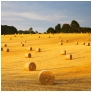 slides/sussex bales.jpg sunset,bales,west,sussex,harvest,wheat,corn,south,downs,national,park,round,yellow,sky,clouds, sussex bales